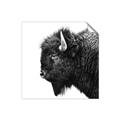 Picture of Buffalo Head _GroupedProduct_Square_Photography _GroupedProduct_Square_Unframed_Print_Only_