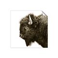 Picture of Buffalo Head _GroupedProduct_Square_Photography _GroupedProduct_Square_Unframed_Print_Only_