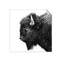 Picture of Buffalo Head _GroupedProduct_Square_Photography _GroupedProduct_Square_Unframed_Print_Only_