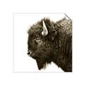 Picture of Buffalo Head _GroupedProduct_Square_Photography _GroupedProduct_Square_Unframed_Print_Only_