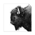 Picture of Buffalo Head _GroupedProduct_Square_Photography _GroupedProduct_Square_Unframed_Print_Only_