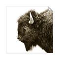 Picture of Buffalo Head _GroupedProduct_Square_Photography _GroupedProduct_Square_Unframed_Print_Only_