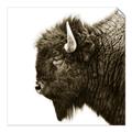 Picture of Buffalo Head _GroupedProduct_Square_Photography _GroupedProduct_Square_Unframed_Print_Only_
