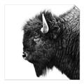 Picture of Buffalo Head _GroupedProduct_Square_Photography _GroupedProduct_Square_Unframed_Print_Only_