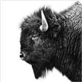 Picture of Buffalo Head _GroupedProduct_Square_Photography _GroupedProduct_Square_Unframed_Print_Only_
