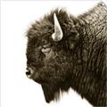 Picture of Buffalo Head _GroupedProduct_Square_Photography _GroupedProduct_Square_Unframed_Print_Only_