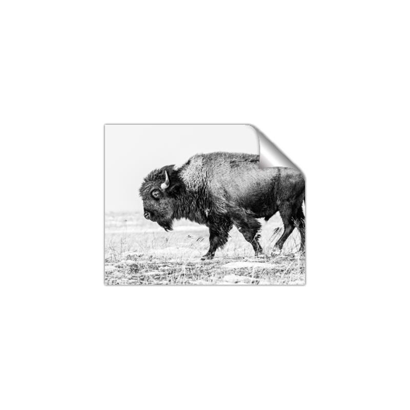 Picture of Buffalo March _GroupedProduct_Rectangle_Landscape_Photography _GroupedProduct_Rectangle_Landscape_Unframed_Print_Only_
