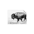 Picture of Buffalo March _GroupedProduct_Rectangle_Landscape_Photography _GroupedProduct_Rectangle_Landscape_Unframed_Print_Only_