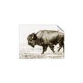 Picture of Buffalo March _GroupedProduct_Rectangle_Landscape_Photography _GroupedProduct_Rectangle_Landscape_Unframed_Print_Only_
