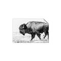 Picture of Buffalo March _GroupedProduct_Rectangle_Landscape_Photography _GroupedProduct_Rectangle_Landscape_Unframed_Print_Only_