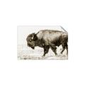 Picture of Buffalo March _GroupedProduct_Rectangle_Landscape_Photography _GroupedProduct_Rectangle_Landscape_Unframed_Print_Only_