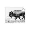 Picture of Buffalo March _GroupedProduct_Rectangle_Landscape_Photography _GroupedProduct_Rectangle_Landscape_Unframed_Print_Only_