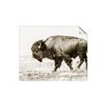 Picture of Buffalo March _GroupedProduct_Rectangle_Landscape_Photography _GroupedProduct_Rectangle_Landscape_Unframed_Print_Only_
