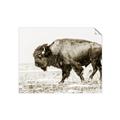 Picture of Buffalo March _GroupedProduct_Rectangle_Landscape_Photography _GroupedProduct_Rectangle_Landscape_Unframed_Print_Only_