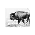 Picture of Buffalo March _GroupedProduct_Rectangle_Landscape_Photography _GroupedProduct_Rectangle_Landscape_Unframed_Print_Only_
