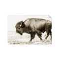 Picture of Buffalo March _GroupedProduct_Rectangle_Landscape_Photography _GroupedProduct_Rectangle_Landscape_Unframed_Print_Only_