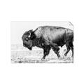 Picture of Buffalo March _GroupedProduct_Rectangle_Landscape_Photography _GroupedProduct_Rectangle_Landscape_Unframed_Print_Only_