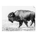 Picture of Buffalo March _GroupedProduct_Rectangle_Landscape_Photography _GroupedProduct_Rectangle_Landscape_Unframed_Print_Only_