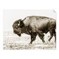 Picture of Buffalo March _GroupedProduct_Rectangle_Landscape_Photography _GroupedProduct_Rectangle_Landscape_Unframed_Print_Only_