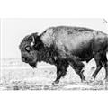 Picture of Buffalo March _GroupedProduct_Rectangle_Landscape_Photography _GroupedProduct_Rectangle_Landscape_Unframed_Print_Only_