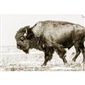 Picture of Buffalo March _GroupedProduct_Rectangle_Landscape_Photography _GroupedProduct_Rectangle_Landscape_Unframed_Print_Only_