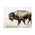 Picture of Buffalo March _GroupedProduct_Rectangle_Landscape_Photography _GroupedProduct_Rectangle_Landscape_Unframed_Print_Only_