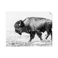 Picture of Buffalo March _GroupedProduct_Rectangle_Landscape_Photography _GroupedProduct_Rectangle_Landscape_Unframed_Print_Only_