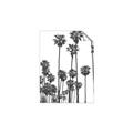 Picture of California Palms _GroupedProduct_Rectangle_Portrait_Photography _GroupedProduct_Rectangle_Portrait_Unframed_Print_Only_