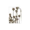 Picture of California Palms _GroupedProduct_Rectangle_Portrait_Photography _GroupedProduct_Rectangle_Portrait_Unframed_Print_Only_
