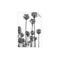 Picture of California Palms _GroupedProduct_Rectangle_Portrait_Photography _GroupedProduct_Rectangle_Portrait_Unframed_Print_Only_