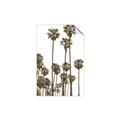 Picture of California Palms _GroupedProduct_Rectangle_Portrait_Photography _GroupedProduct_Rectangle_Portrait_Unframed_Print_Only_