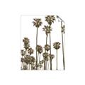 Picture of California Palms _GroupedProduct_Rectangle_Portrait_Photography _GroupedProduct_Rectangle_Portrait_Unframed_Print_Only_