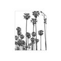 Picture of California Palms _GroupedProduct_Rectangle_Portrait_Photography _GroupedProduct_Rectangle_Portrait_Unframed_Print_Only_