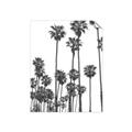 Picture of California Palms _GroupedProduct_Rectangle_Portrait_Photography _GroupedProduct_Rectangle_Portrait_Unframed_Print_Only_