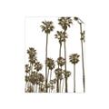 Picture of California Palms _GroupedProduct_Rectangle_Portrait_Photography _GroupedProduct_Rectangle_Portrait_Unframed_Print_Only_