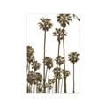 Picture of California Palms _GroupedProduct_Rectangle_Portrait_Photography _GroupedProduct_Rectangle_Portrait_Unframed_Print_Only_