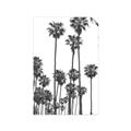 Picture of California Palms _GroupedProduct_Rectangle_Portrait_Photography _GroupedProduct_Rectangle_Portrait_Unframed_Print_Only_