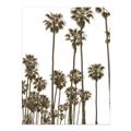 Picture of California Palms _GroupedProduct_Rectangle_Portrait_Photography _GroupedProduct_Rectangle_Portrait_Unframed_Print_Only_