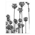 Picture of California Palms _GroupedProduct_Rectangle_Portrait_Photography _GroupedProduct_Rectangle_Portrait_Unframed_Print_Only_