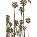 Picture of California Palms _GroupedProduct_Rectangle_Portrait_Photography _GroupedProduct_Rectangle_Portrait_Unframed_Print_Only_