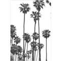 Picture of California Palms _GroupedProduct_Rectangle_Portrait_Photography _GroupedProduct_Rectangle_Portrait_Unframed_Print_Only_