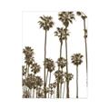 Picture of California Palms _GroupedProduct_Rectangle_Portrait_Photography _GroupedProduct_Rectangle_Portrait_Unframed_Print_Only_