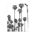 Picture of California Palms _GroupedProduct_Rectangle_Portrait_Photography _GroupedProduct_Rectangle_Portrait_Unframed_Print_Only_