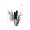 Picture of Cattails  _GroupedProduct_Rectangle_Portrait_Photography _GroupedProduct_Rectangle_Portrait_Unframed_Print_Only_