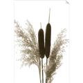Picture of Cattails  _GroupedProduct_Rectangle_Portrait_Photography _GroupedProduct_Rectangle_Portrait_Unframed_Print_Only_