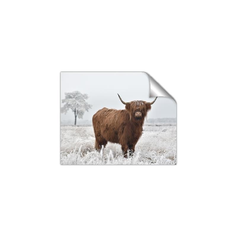 Picture of Cookie, the Cow  _GroupedProduct_Rectangle_Landscape_Photography _GroupedProduct_Rectangle_Landscape_Unframed_Print_Only_
