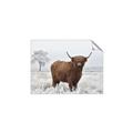 Picture of Cookie, the Cow  _GroupedProduct_Rectangle_Landscape_Photography _GroupedProduct_Rectangle_Landscape_Unframed_Print_Only_