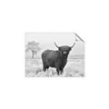 Picture of Cookie, the Cow  _GroupedProduct_Rectangle_Landscape_Photography _GroupedProduct_Rectangle_Landscape_Unframed_Print_Only_