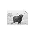 Picture of Cookie, the Cow  _GroupedProduct_Rectangle_Landscape_Photography _GroupedProduct_Rectangle_Landscape_Unframed_Print_Only_