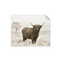 Picture of Cookie, the Cow  _GroupedProduct_Rectangle_Landscape_Photography _GroupedProduct_Rectangle_Landscape_Unframed_Print_Only_